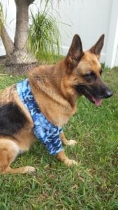 K-9 Cuff treats elbow sores on dogs
