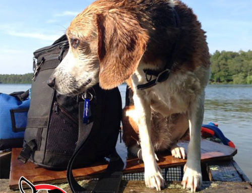 Jen Verre: Letting Go, Her Dog Loss